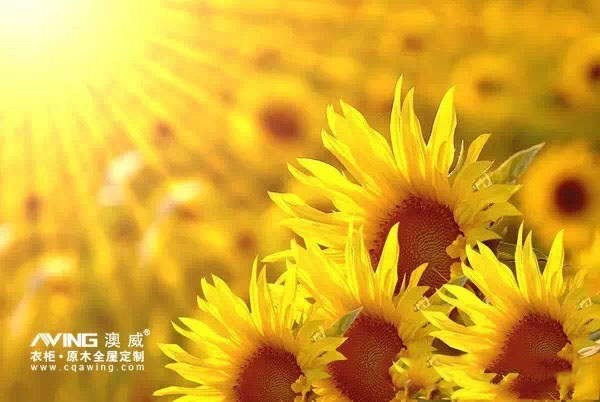 澳威全屋定制：乐观的态度1